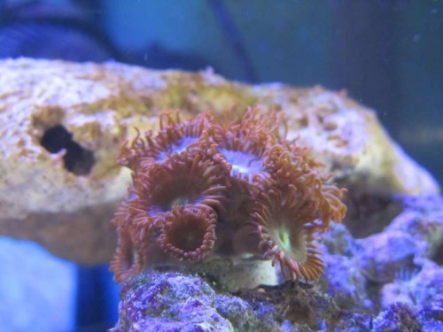 Zoanthids (røde)