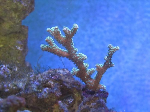 Seriatopora Caliendrum (grøn)