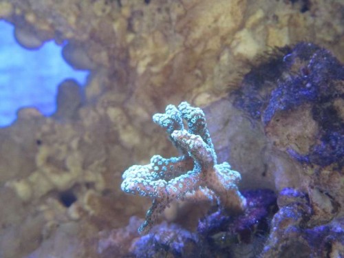 Seriatopora Caliendrum (grøn) 2