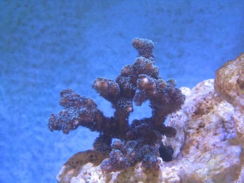 Seriatopora Caliendrum (hvid)