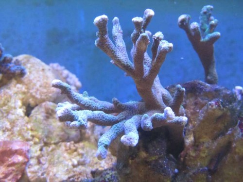 Montipora digitata (grøn) - lidt trist, men har også flyttet den rundt..