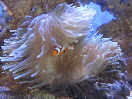 Klovnen i sin anemone :)
