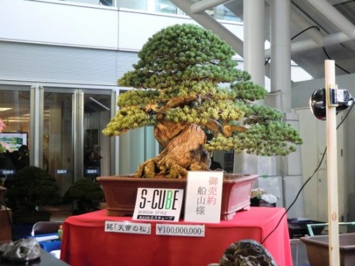 Most-Expensive-Bonsai-550x412.jpg