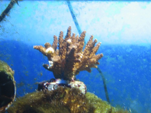 acropora