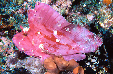 Taenianotus triacanthus.jpg