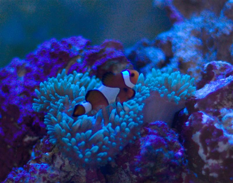 Klovn og anemone