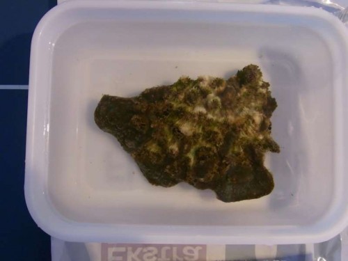 2.JPG (25.7 KiB) Vist 2362 gange Som man kan se er korallen ikke på toppen. Men der er absolut potentiale for nogle gode fragmentstykker.