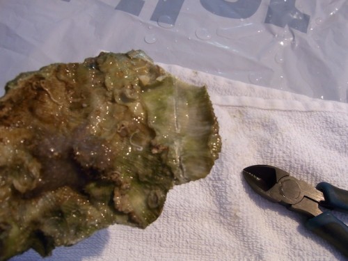 3.JPG (128.3 KiB) Vist 2362 gange Jeg skær med dremlen på bagsiden af korallen. Jeg har valgt ikke at skære hele vejen igennem for at undgå at smadre det bløde væv alt for meget da snittet bliver enormt varmt. Jeg bruger istedet en lille bidtang til knække stykket af. Det fungerer helt fint.