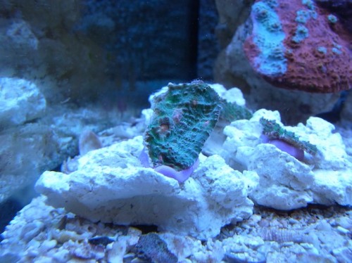 RIMG0745.JPG (128.86 KiB) Vist 2376 gange I akvariet med dem. De blev meget pæne ;)