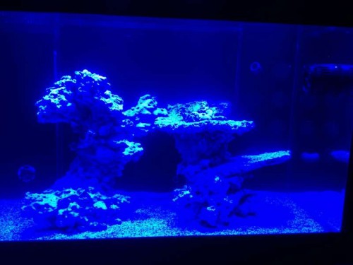 Cree Royal Blue