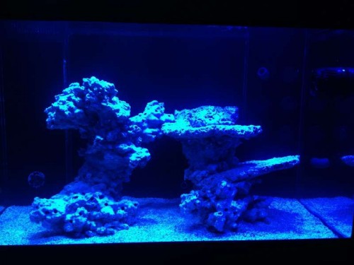 Cree Blue