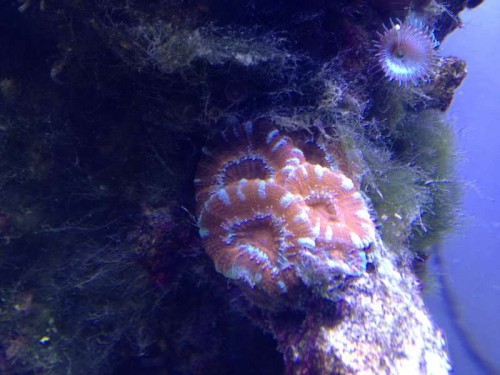 Acanstrea