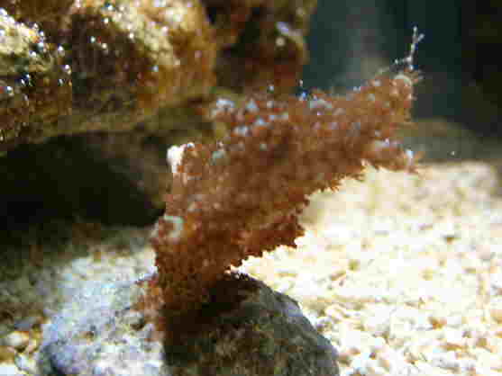 Acropora(grøn).JPG