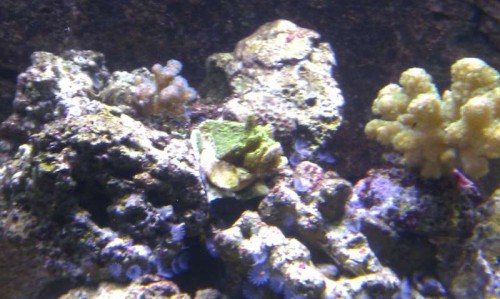 Stylopora, Confusa og Pociliopora