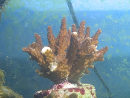 Dette er en acropora jeg har fra moby. den var ikke i så god stand, men får det bedre og bedre