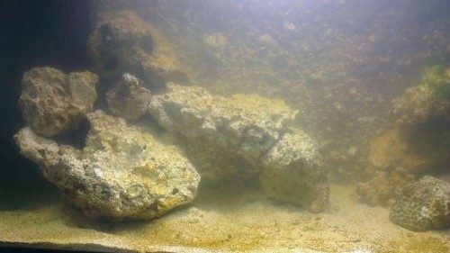 IMAG0106.jpg