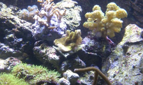 Montipora Confusa, med polypperne helt ude :)