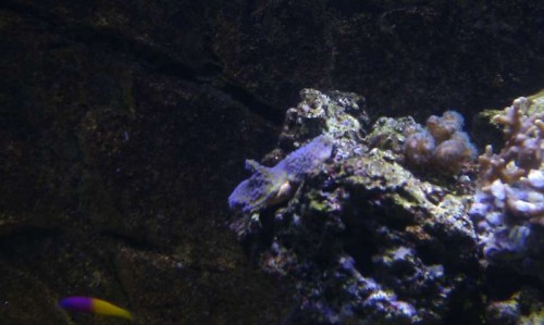 Montipora Reverse Pokerstar