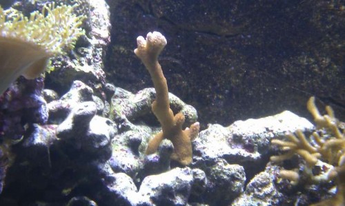 Montipora Digitata, uden tvivl den der vokser hurtigst i akvariet :)