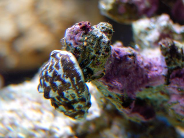 Clibanarius sp.jpg
