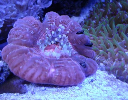 cynarina lacrymalis.JPG