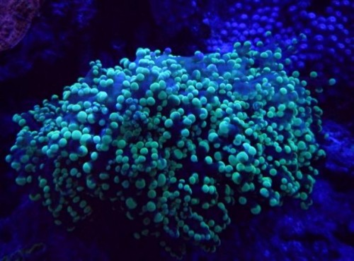 eyphyllia 2.JPG