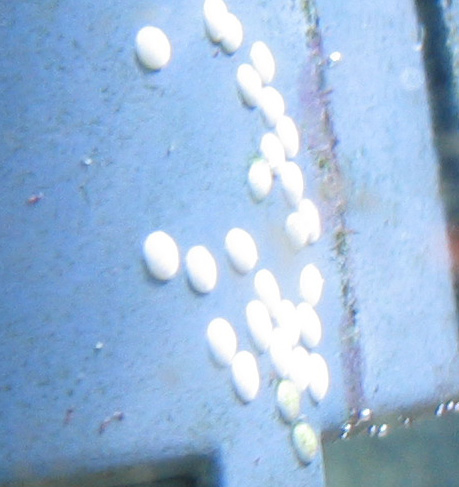 Nerita-snegl-(1)1.jpg