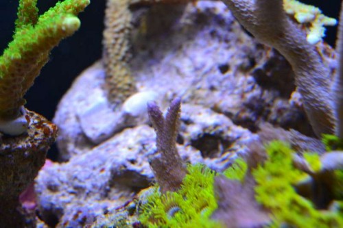 DSC_0779.JPG