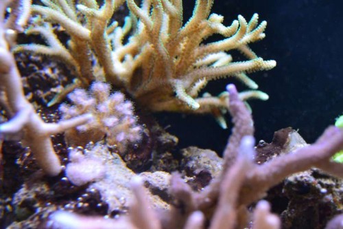 DSC_0782.JPG