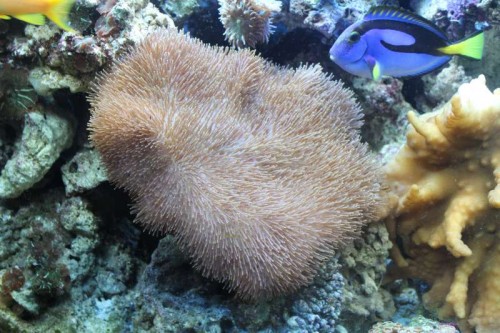 Coral.jpg