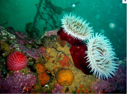 anemoner.JPG