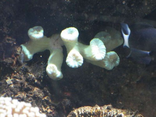 Caulastrea curvata
