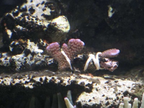 Montipora Digitata - Lilla (nyanskaffet frag.)