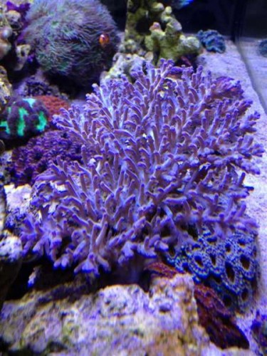 Acro deepwater (Large).jpg