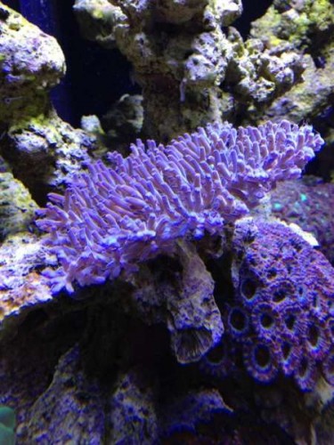 Acrodeep forfra (Large).jpg