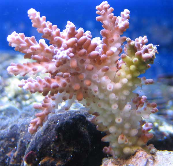 acropora-rtn-stn.jpg