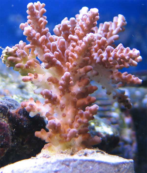 acropora-rtn-stn-2.jpg