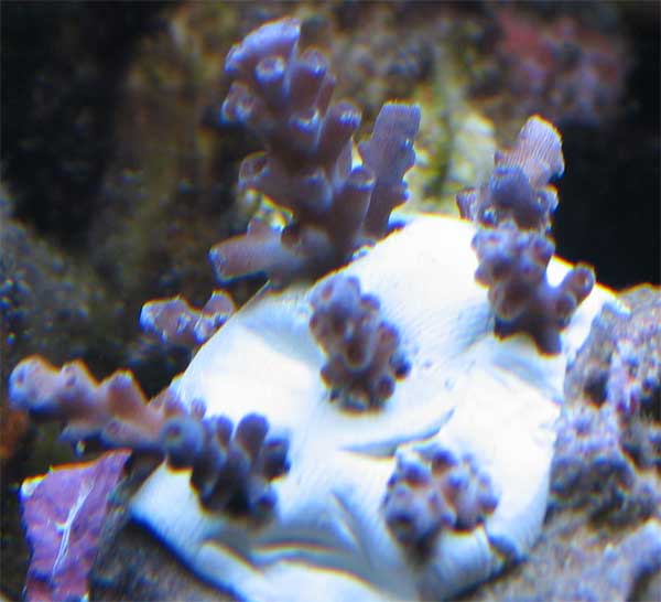 acropora-rtn-frag.jpg