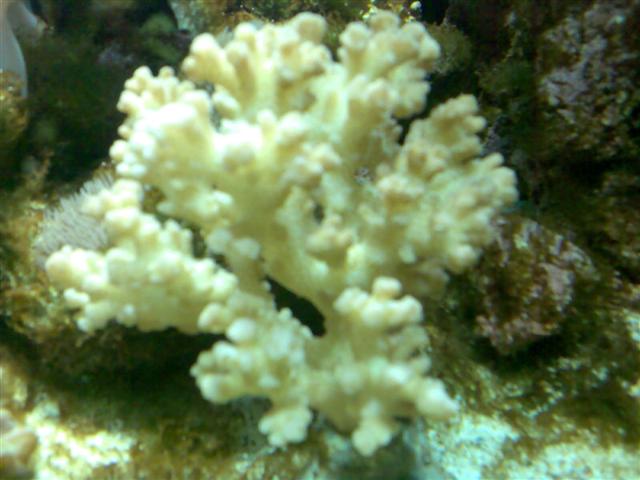 Billede034 (Small).jpg