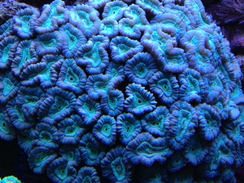 Caulastrea furcata 1.JPG