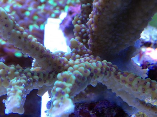 Montipora capitata.JPG