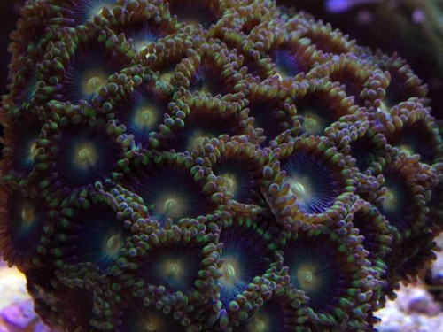 zoas green bay packers.JPG