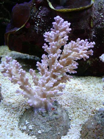 acropora