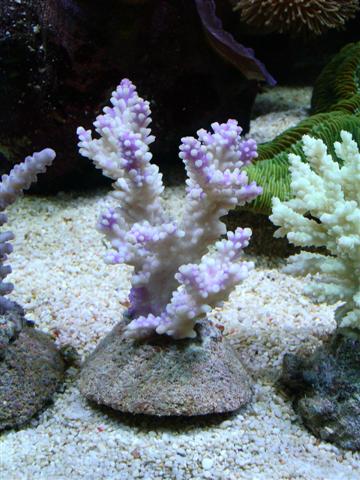 Acropora?