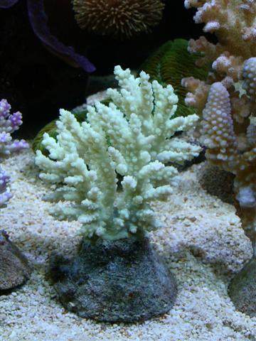 Rigtig flot grøn, acropora art?
