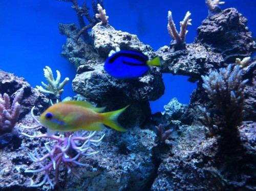 Palet og anthias