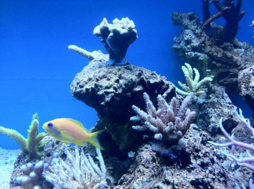 Anthias