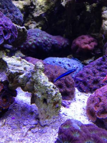Gobiosoma oceanops.jpg