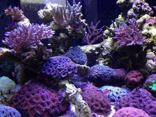 Acan slugten.jpg