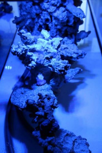 IMG_0218.jpg